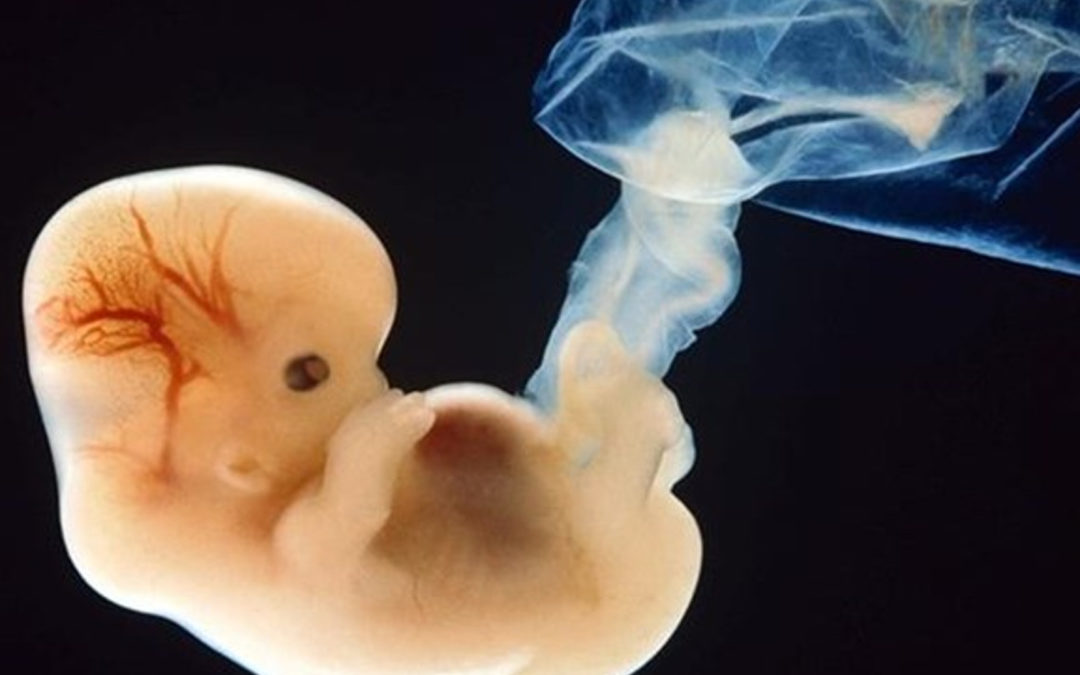 Embrione: editing genetico rischia di essere tragica realtà